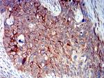 Bcl-B Antibody in Immunohistochemistry (Paraffin) (IHC (P))