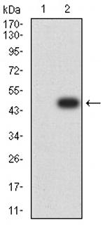 Bcl-B Antibody in Western Blot (WB)