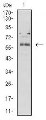 BTN2A2 Antibody in Western Blot (WB)