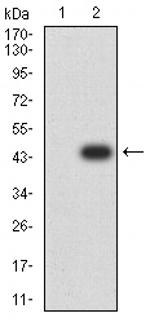 Bub1 Antibody in Western Blot (WB)