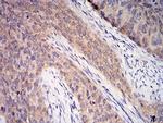 C1QA Antibody in Immunohistochemistry (Paraffin) (IHC (P))