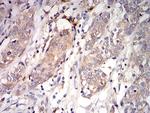 C1QA Antibody in Immunohistochemistry (Paraffin) (IHC (P))