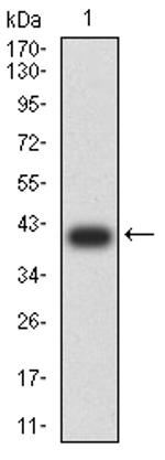 C1QA Antibody in Western Blot (WB)