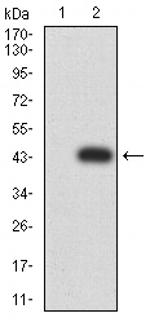 C1QA Antibody in Western Blot (WB)