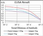 CaMKII gamma Antibody in ELISA (ELISA)