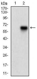 CaMKII gamma Antibody in Western Blot (WB)