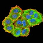 CBX7 Antibody in Immunocytochemistry (ICC/IF)