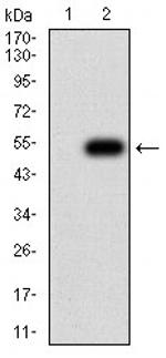 c-Mpl Antibody in Western Blot (WB)