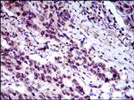 FLIP Antibody in Immunohistochemistry (Paraffin) (IHC (P))