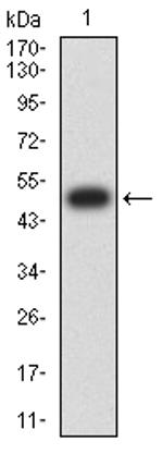 CHRNA10 Antibody in Western Blot (WB)