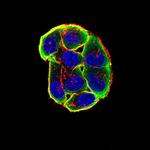 CHRNA3 Antibody in Immunocytochemistry (ICC/IF)