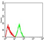 CHRNA4 Antibody in Western Blot (WB)