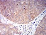 CHRNA6 Antibody in Immunohistochemistry (Paraffin) (IHC (P))