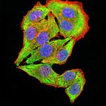 CHRNB4 Antibody in Immunocytochemistry (ICC/IF)