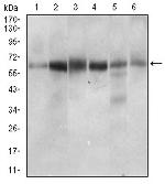 CTNNBL1 Antibody in Western Blot (WB)