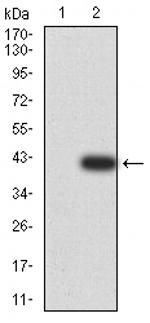 DDX1 Antibody in Western Blot (WB)