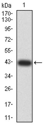 RIG-I Antibody in Western Blot (WB)