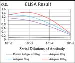 DIS3L2 Antibody in ELISA (ELISA)