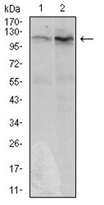 DIS3L2 Antibody in Western Blot (WB)