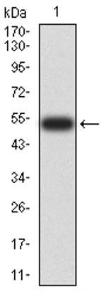 DNMT3L Antibody in Western Blot (WB)