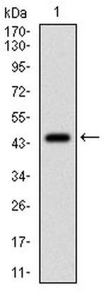 EIF2A Antibody in Western Blot (WB)