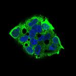 EIF2A Antibody in Immunocytochemistry (ICC/IF)