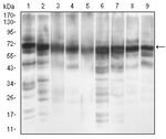 EIF2A Antibody in Western Blot (WB)