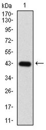 EIF2A Antibody in Western Blot (WB)