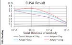 Emerin Antibody in ELISA (ELISA)