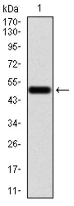 Emerin Antibody in Western Blot (WB)