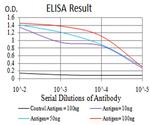 FBXL10 Antibody in ELISA (ELISA)