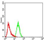 FOXP2 Antibody in Flow Cytometry (Flow)