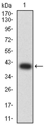 GLRA1 Antibody in Western Blot (WB)