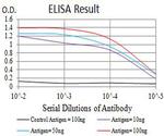 mGluR3 Antibody in ELISA (ELISA)