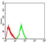 mGluR3 Antibody in Flow Cytometry (Flow)