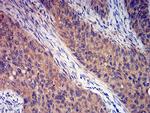 mGluR3 Antibody in Immunohistochemistry (Paraffin) (IHC (P))