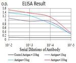 mGluR7 Antibody in ELISA (ELISA)