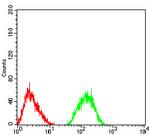 mGluR7 Antibody in Flow Cytometry (Flow)