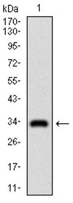 GSC Antibody in Western Blot (WB)