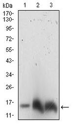 HH3 Antibody in Western Blot (WB)