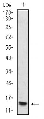 H4K20me1 Antibody in Western Blot (WB)