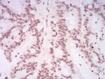 H4K20me1 Antibody in Immunohistochemistry (Paraffin) (IHC (P))