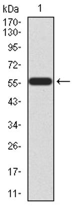 HOXA9 Antibody in Western Blot (WB)