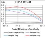 HOXB4 Antibody in ELISA (ELISA)