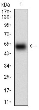 HOXB4 Antibody in Western Blot (WB)