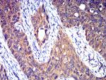 HTR3A Antibody in Immunohistochemistry (Paraffin) (IHC (P))