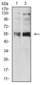 HTR3B Antibody in Western Blot (WB)