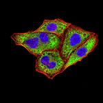 IGHA1 Antibody in Immunocytochemistry (ICC/IF)