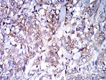 IGHA1 Antibody in Immunohistochemistry (Paraffin) (IHC (P))