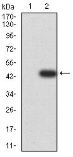 IGHA1 Antibody in Western Blot (WB)